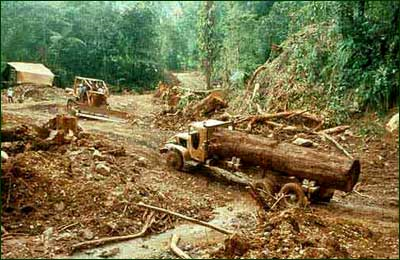 Logging